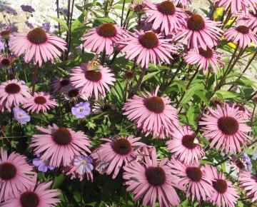 Echinacea purpurea 'Augustköningin'