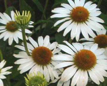 Echinacea purpurea 'Avalanche' PBR