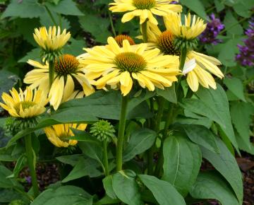 Echinacea purpurea 'Chiquita' ®