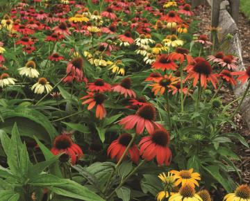 Echinacea purpurea 'Cheyenne Spirit'