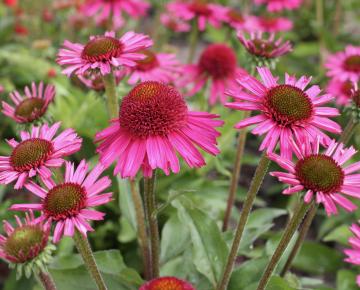 Echinacea purpurea 'Delicious Candy'