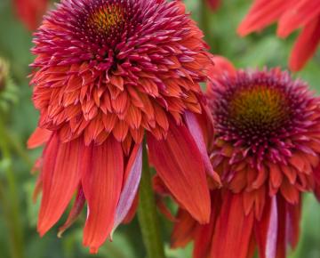 Echinacea purpurea 'Eccentric' PBR