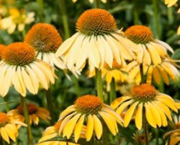 Echinacea purpurea 'Espinoso Yellow'