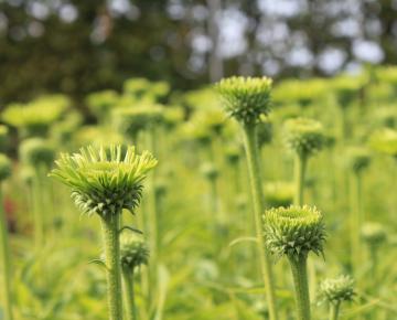 Echinacea purpurea 'Green Jewel' PBR