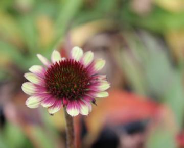 Echinacea purpurea 'Green Twister'