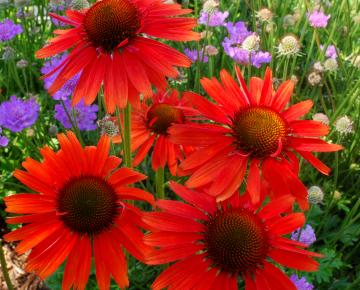 Echinacea purpurea 'Hot Lava' PBR