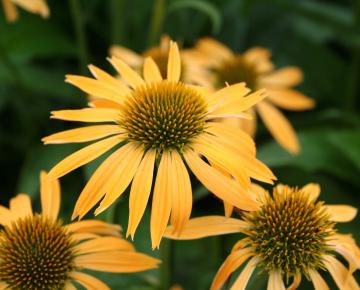 Echinacea purpurea 'Harvest Moon' PBR
