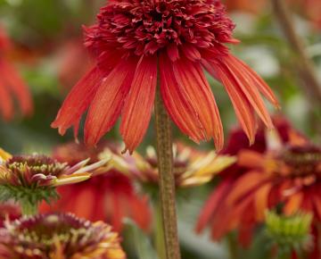 Echinacea purpurea 'Hot Papaya' ®