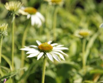 Echinacea purpurea 'Happy Star'