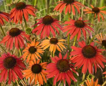 Echinacea purpurea 'Hot Summer' PBR