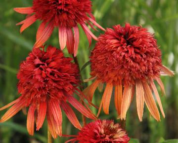 Echinacea purpurea 'Irresistible' PBR