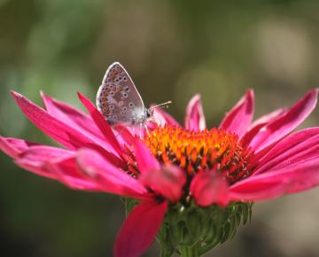 Echinacea purpurea 'JS Roho' PBR