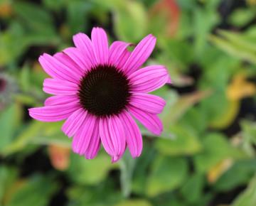 Echinacea purpurea 'Leuchtstern'