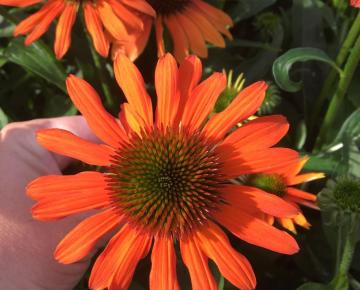 Echinacea purpurea 'Lakota Orange' ®