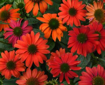 Echinacea purpurea 'Lakota Red' ®