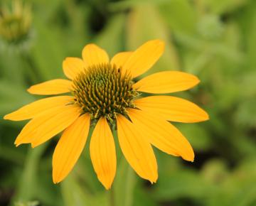 Echinacea purpurea 'Lakota Yellow' ®