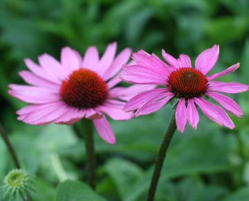 Echinacea purpurea 'Magnus'