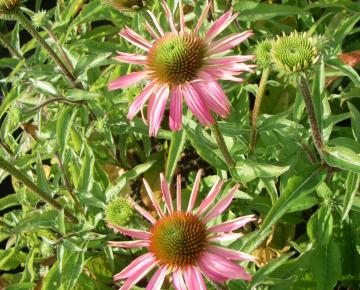 Echinacea purpurea 'Mistral' PBR