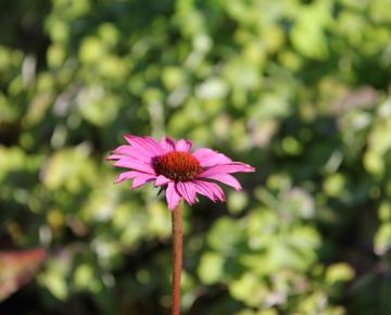Echinacea purpurea 'Magnus Superior'