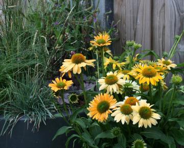 Echinacea purpurea 'Mellow Yellows'
