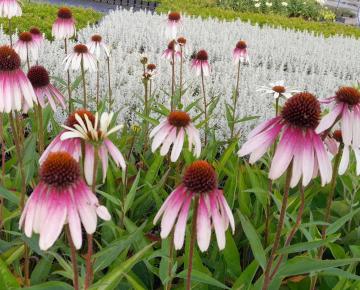 Echinacea purpurea 'Pretty Parasols' (JS Engeltje)