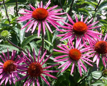 Echinacea purpurea 'Pica Bella'
