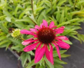 Echinacea purpurea 'Purple Emperor' ®