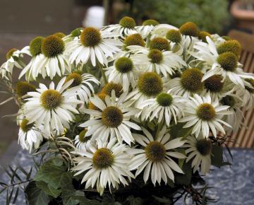 Echinacea purpurea 'Primadonna White'