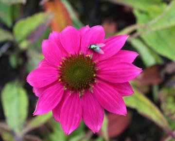 Echinacea purpurea 'Pow wow Wild Berry'