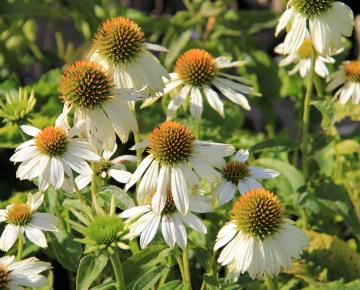 Echinacea purpurea 'Pow wow White'