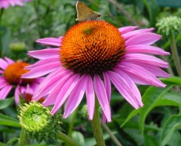 Echinacea purpurea 'Rubinstern'
