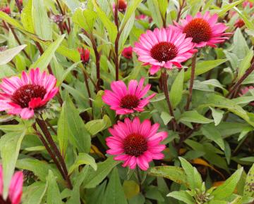 Echinacea purpurea 'Summer Cloud'