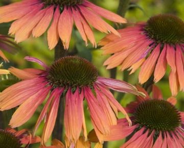 Echinacea purpurea 'Summer Cocktail'