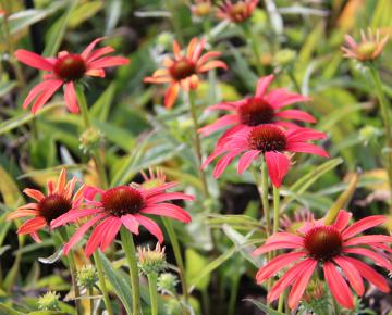 Echinacea purpurea 'Sunseekers Coral' PBR