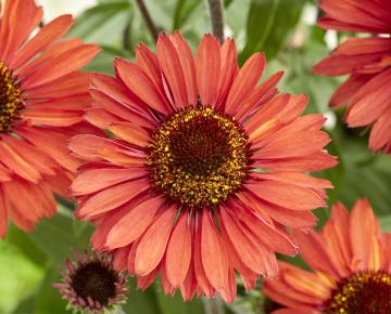 Echinacea purpurea 'Sunseekers Orange' PBR