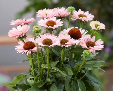 Echinacea purpurea 'Sunseekers Salmon' PBR