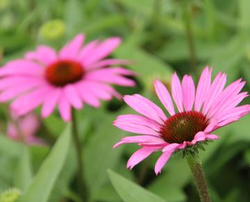 Echinacea purpurea 'Sunseekers Pink' PBR