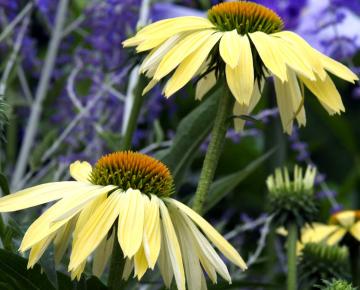 Echinacea purpurea 'Sunrise' PBR