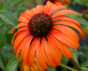 Echinacea purpurea 'Tangerine Dream' PBR