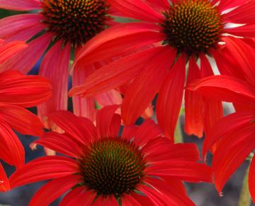 Echinacea purpurea 'Tomato Soup' PBR