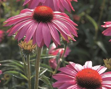 Echinacea purpurea