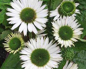Echinacea purpurea 'Virgin' PBR
