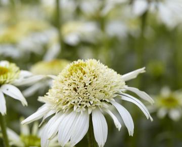 Echinacea purpurea 'White Double Delight' ®