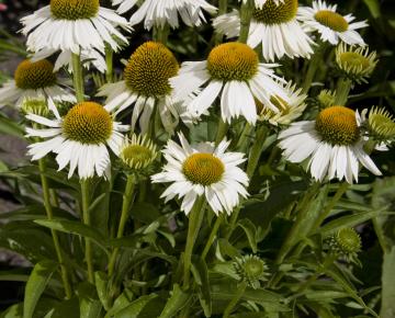 Echinacea purpurea 'White Meditation' PBR