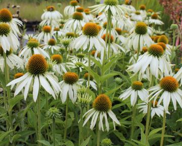 Echinacea purpurea 'White Swan'