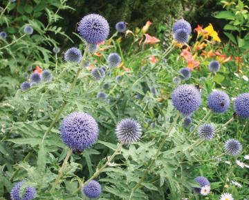 Echinops ritro