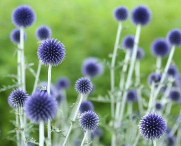 Echinops ritro 'Veitch's Blue'