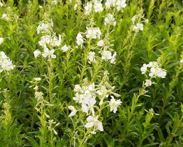 Epilobium angustifolium 'Album'