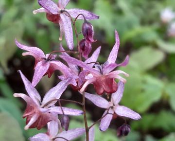 Epimedium 'Asiatic hybrid'