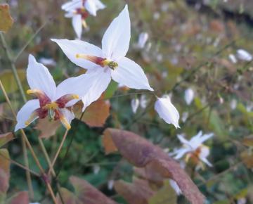 Epimedium 'Amanogawa'